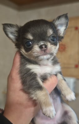 Les chiots de Chihuahua
