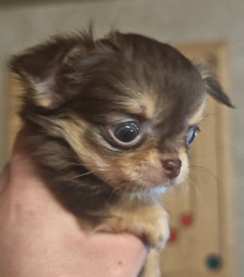 Les chiots de Chihuahua