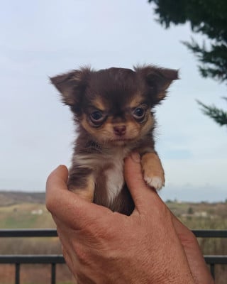 Les chiots de Chihuahua