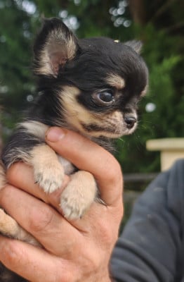 Les chiots de Chihuahua