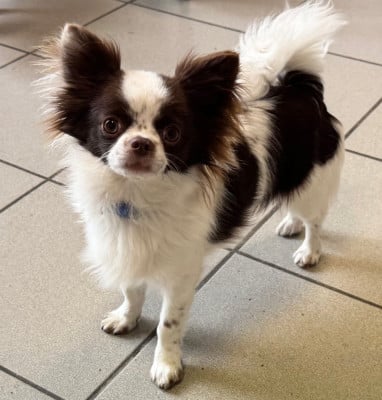 Les chiots de Chihuahua