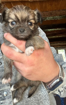 Les chiots de Chihuahua