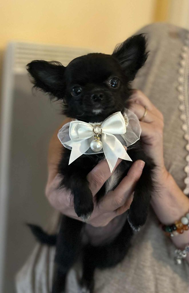 Aya du clan d'Adonis dit Phoebe