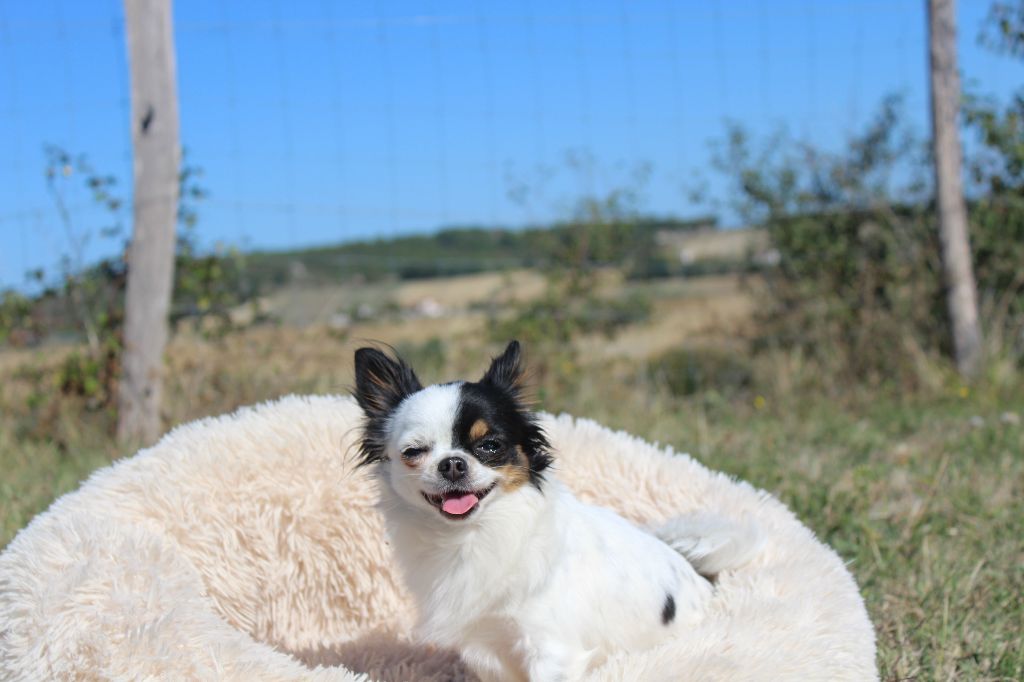 Scarlett De L'Opale De Feu - 2ème EXCELLENT