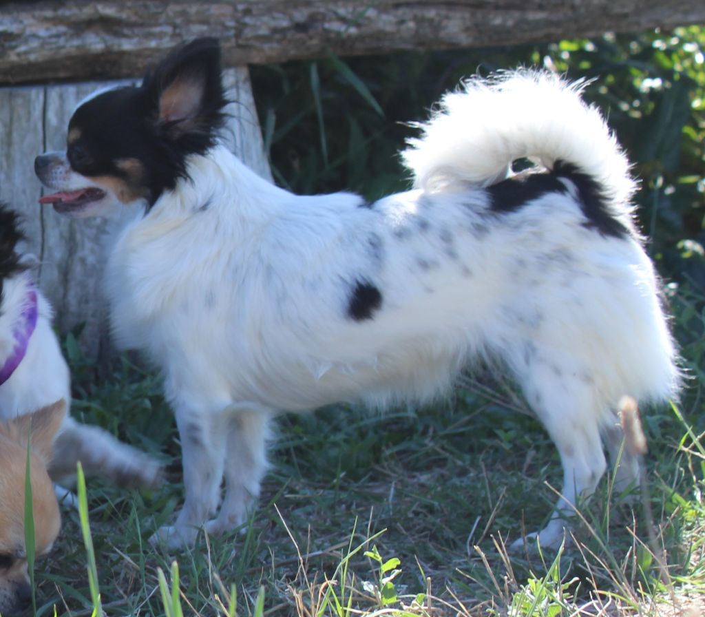 Scarlett De L'Opale De Feu - TRES BON