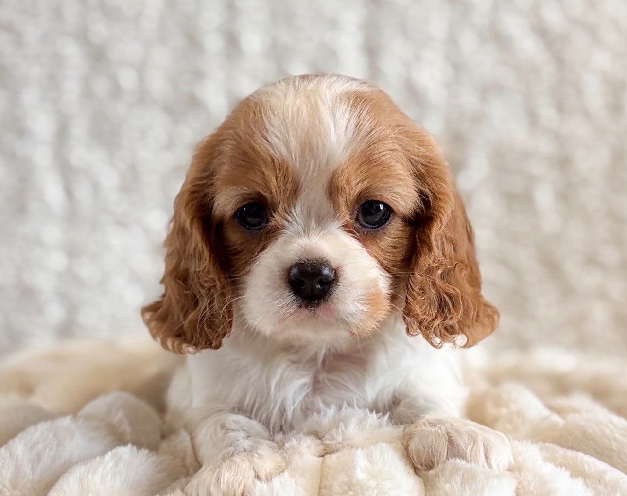 Cavalier King Charles Spaniel - Di Casa Borgo