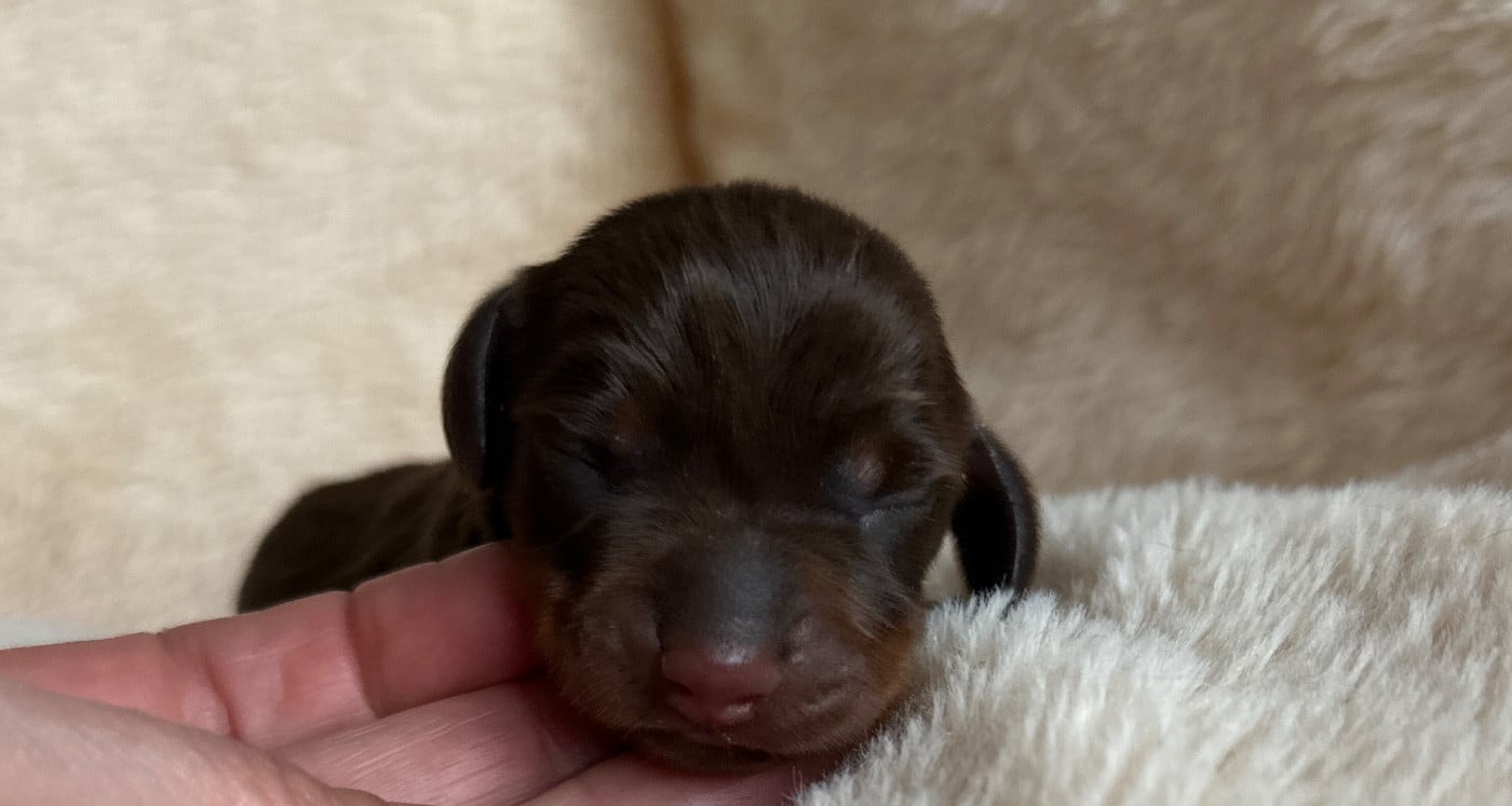 Chiot N°4 - Teckel poil ras