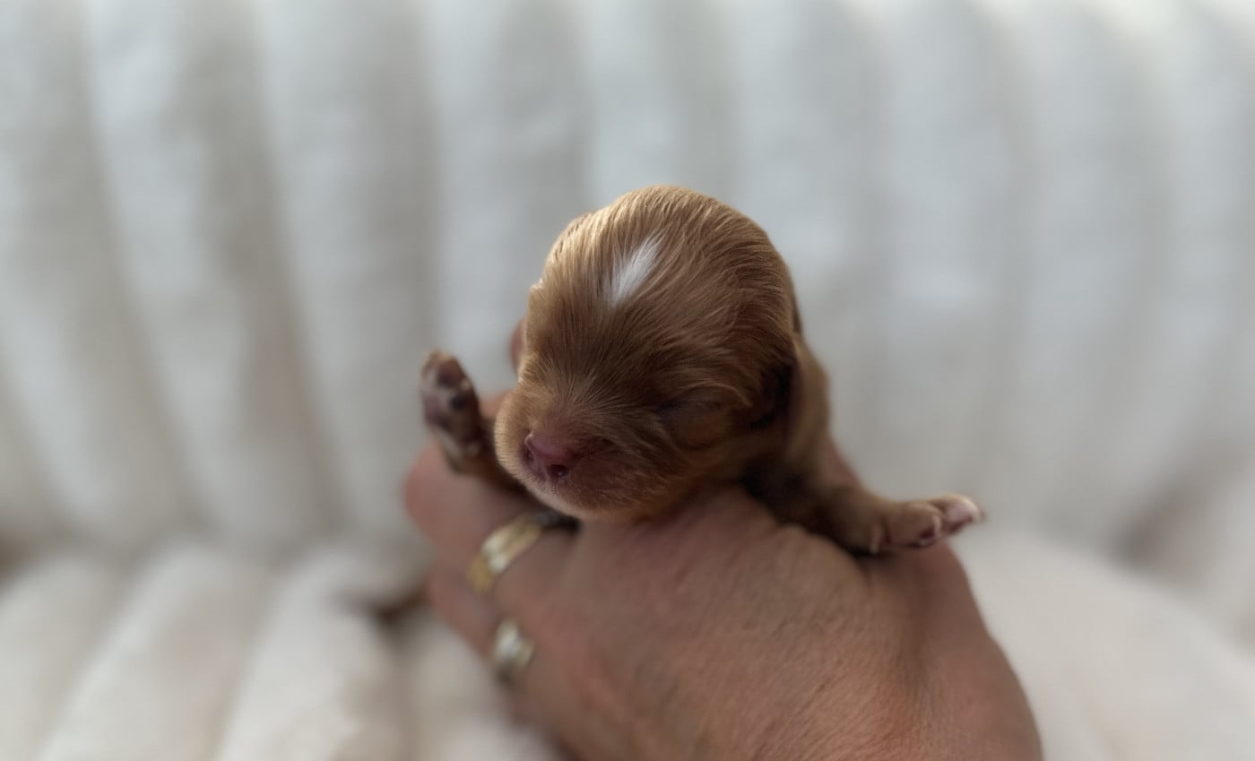 Benco - Cavalier King Charles Spaniel