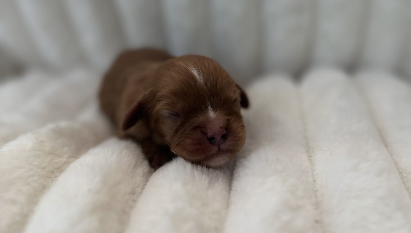 Bordo - Cavalier King Charles Spaniel
