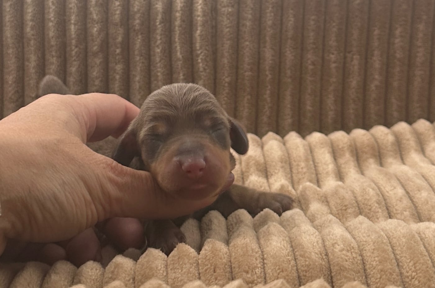 Chiot N°1 - Teckel poil ras