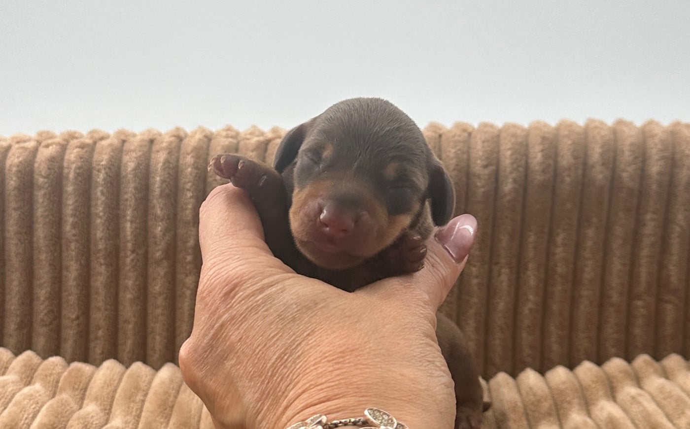 Benco - Teckel poil ras