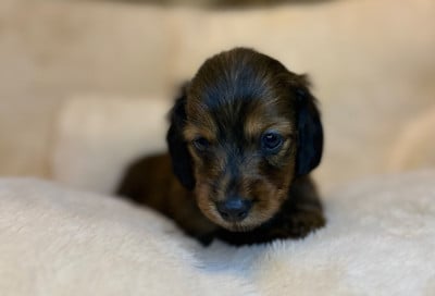 Les chiots de Teckel poil long