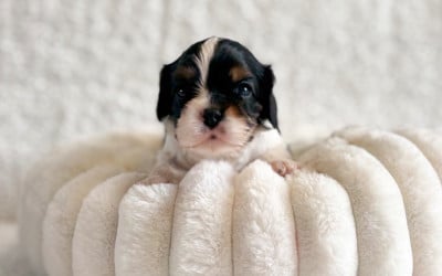 Les chiots de Cavalier King Charles Spaniel