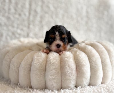 Les chiots de Cavalier King Charles Spaniel
