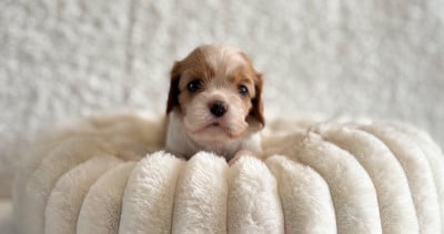 Les chiots de Cavalier King Charles Spaniel