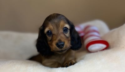 Les chiots de Teckel poil long