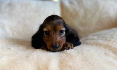 Les chiots de Teckel poil long