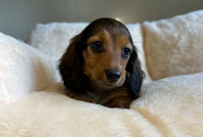 Les chiots de Teckel poil long