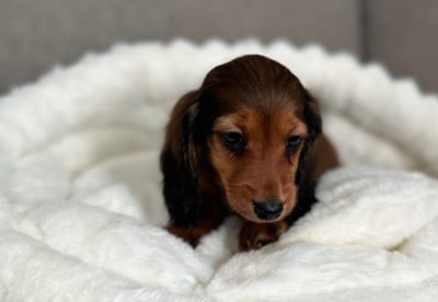 Les chiots de Teckel poil long