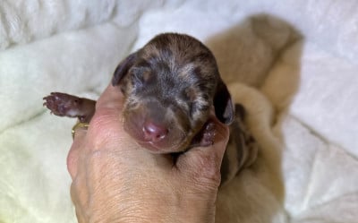 Aloha - Teckel poil ras