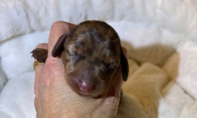 Albertine - Teckel poil ras