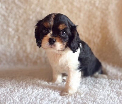 Les chiots de Cavalier King Charles Spaniel