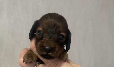 Les chiots de Teckel poil long