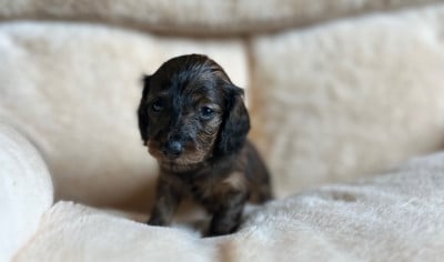 Les chiots de Teckel poil long