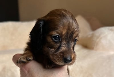 Les chiots de Teckel poil long