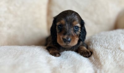 Les chiots de Teckel poil long