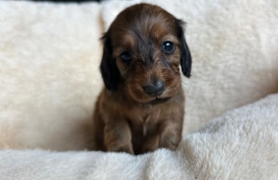 Les chiots de Teckel poil long