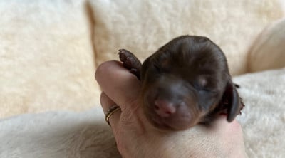 Les chiots de Teckel poil ras