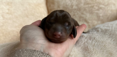 Les chiots de Teckel poil ras