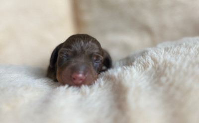 Les chiots de Teckel poil ras