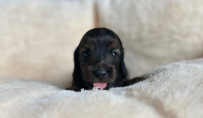 Les chiots de Teckel poil long