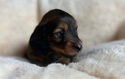 Les chiots de Teckel poil long