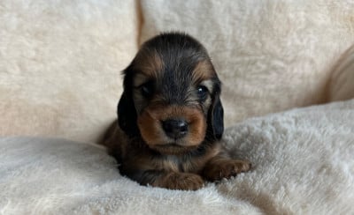 Les chiots de Teckel poil long