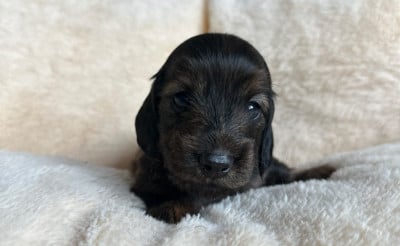 Les chiots de Teckel poil long