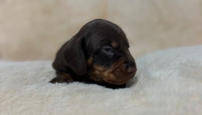 Les chiots de Teckel poil ras
