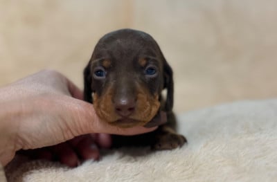 Les chiots de Teckel poil ras