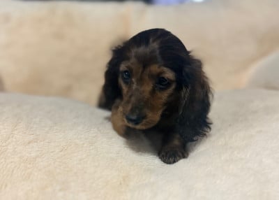 Les chiots de Teckel poil long