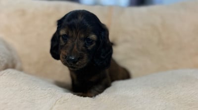 Les chiots de Teckel poil long