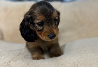 Les chiots de Teckel poil long