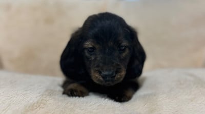 Les chiots de Teckel poil long