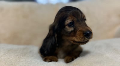 Les chiots de Teckel poil long