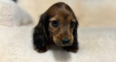 Les chiots de Teckel poil long