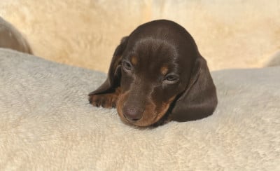 Les chiots de Teckel poil ras