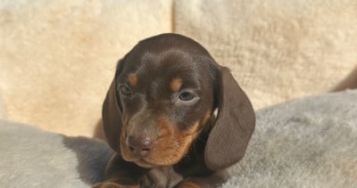 Les chiots de Teckel poil ras