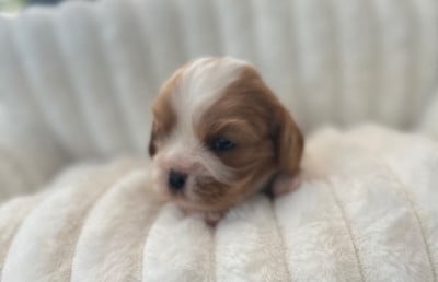 Les chiots de Cavalier King Charles Spaniel