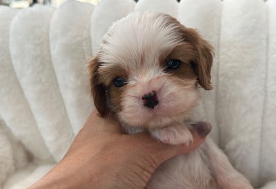 Les chiots de Cavalier King Charles Spaniel